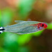 Firehead Tetra - Photo (c) SurfGuard, some rights reserved (CC BY-NC-SA)