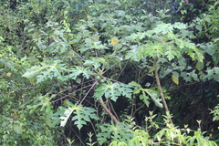 Vasconcellea cauliflora