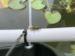 Liris subtessellatus