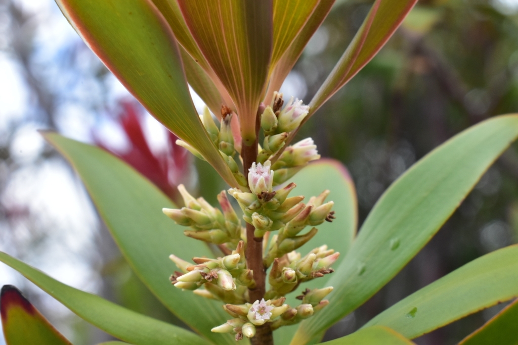 Styphelia veillonii