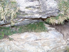 Selaginella sanguinolenta
