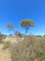 Eucalyptus leptophylla