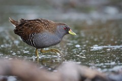 Australian Crake photo 2
