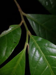 Pera arborea