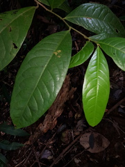 Pera arborea