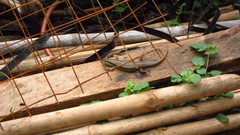 Trachylepis quinquetaeniata