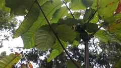 Pometia pinnata