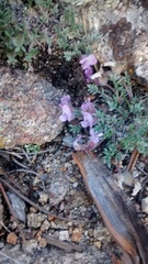 Oxytropis multiceps