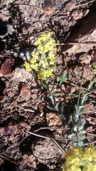 Draba crassifolia