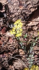 Draba crassifolia