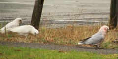 Cacatua sanguinea × Eolophus roseicapilla
