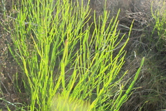 Baccharis penningtonii
