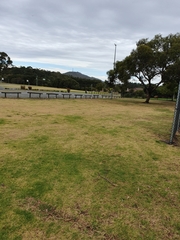 Cacatua sanguinea × Eolophus roseicapilla