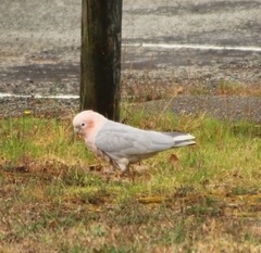 Cacatua sanguinea × Eolophus roseicapilla