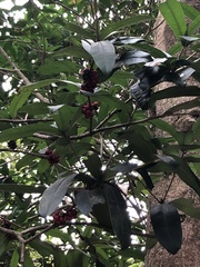 Ardisia crenata