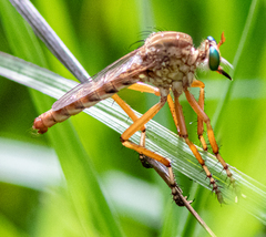 Diogmites angustipennis