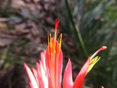 Pitcairnia