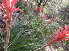 Pitcairnia