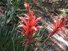 Pitcairnia
