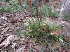 Pitcairnia