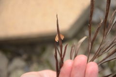 Hypolamprus ypsilon
