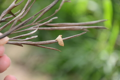 Hypolamprus ypsilon