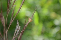 Hypolamprus ypsilon