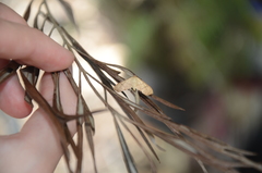 Hypolamprus ypsilon