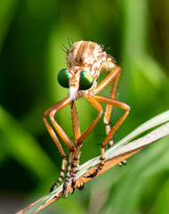 Diogmites angustipennis
