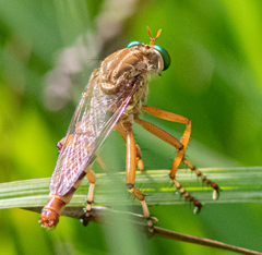 Diogmites angustipennis