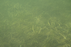 Zostera nigricaulis