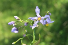 Solanum amygdalifolium