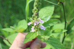 Teucrium vesicarium