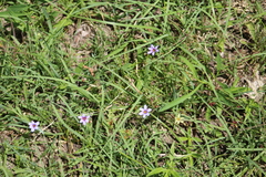 Sisyrinchium chilense