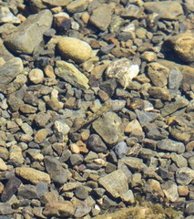 Gobiomorphus breviceps