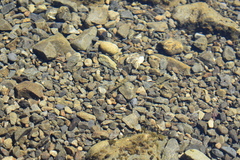 Gobiomorphus breviceps