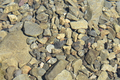 Gobiomorphus breviceps