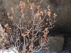 Physocarpus monogynus