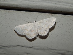 Idaea obfusaria