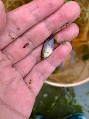 Trichopodus trichopterus