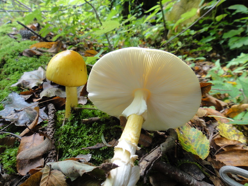 East Asian Death Cap