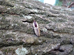 Chalcolepidius limbatus