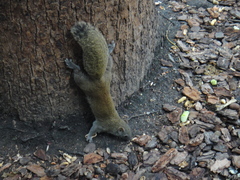Callosciurus erythraeus
