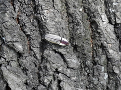 Chalcolepidius limbatus