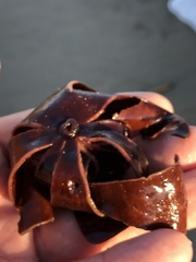 Constantinea simplex