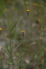 Tagetes subulata