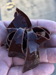 Constantinea simplex