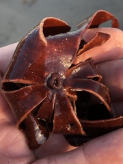 Constantinea simplex