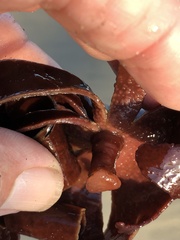 Constantinea simplex