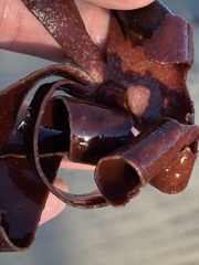 Constantinea simplex